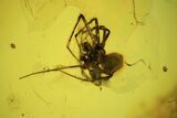 Detailed Fossil Fly, Mites & Spider In Baltic Amber #120698-1